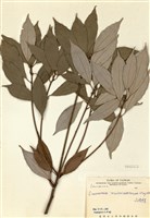 藏品(臺灣肉桂(山肉桂))的圖片